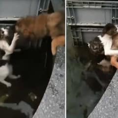 Brave Pup Dives Into The Water To Save His Cat Friend From Drowning