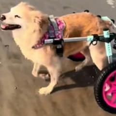 Wheelchair-Bound Senior Dog Transforms into A Playful Pup During Her Beach Day
