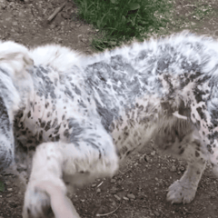 Stray Dog Refuses to Follow Rescuers Without Her Best Friend