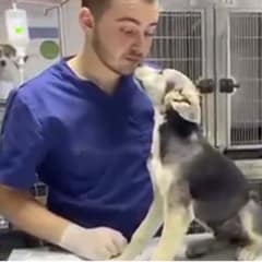 Rescued Pup Finds the Love He Deserves After Escaping His Abusive Owner