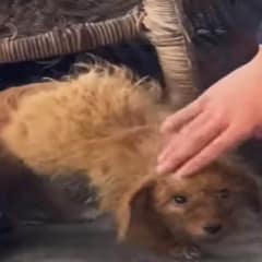 Abandoned Puppy Found at Garbage Dump, Head Dropping in a Heartbreaking Plea for Love