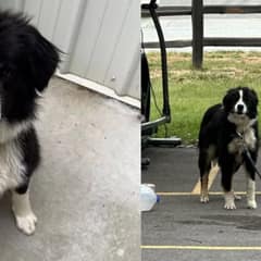 Trembling Border Collie Mix Left Tied to Donation Shed at Idaho Shelter