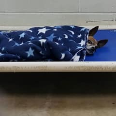 After Losing His Owner, This Old Dog Finds Comfort in Their Shared Routine