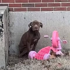 Skinny Stray Pup Finds Comfort in His Rescuer’s Loving Embrace