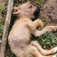Tiny And Malnourished Puppy Left to Suffer in Landfill Begs For Help