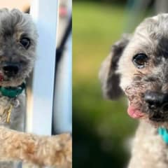 Sweet Senior Toothless Poodle Longs for a Forever Home To Spend His Golden Years