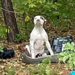 Trembling Pup Abandoned In The Woods With A Broken Leg For Weeks Cried Out For Help