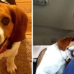 Beagle’s Joyful Reaction After Last-Minute Rescue From Euthanization Will Melt Your Heart