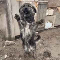 Dog Tied To A Chain For All Her Life Won’t Let Go Of Her Rescuer’s Hand
