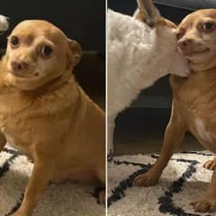 Cute Rescue Chihuahua Melts Hearts with His Funny Looks
