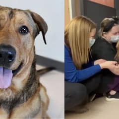 Shelter Dog Touches Hearts with Heartfelt Goodbye Kisses Before Adoption
