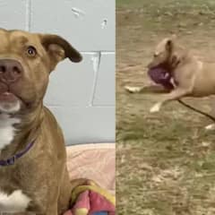Last Puppy Left Behind In Shelter Is Forced To Play With ‘Imaginary’ Friends