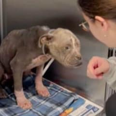 Neglected Pup That Looked Like An Old Dog Blossoms into a Joyful Furball After Rescue