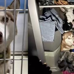 Dog Owners Were Shocked to Discover the Cause of Their Pet’s Strange Behavior
