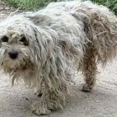 Tired and Helpless Three-Legged Puppy Crawls to the Dump in Desperate Search for Food