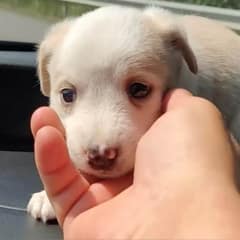 Tiny Puppy Left Behind in Remote Village Becomes The Fluffiest Boi After Rescue