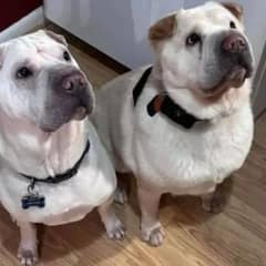 Shelter Dog Adoption Leads to Heartwarming Reunion with Long-Lost Sibling