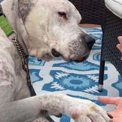 Faithful Dog Found Beside His Deceased Owner, Now Embraces a New Life Filled with Love