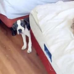 Motel Staff Discovers A Poor Puppy Abandoned Behind in Family’s Room