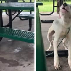 Shivering Puppy Left Tied To Picnic Bench During A Storm Cries Out For Help