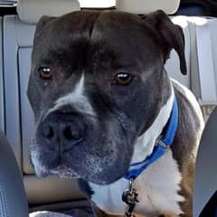 “Scared And Confused” Senior Dog Abandoned at Shelter Without Any Reason