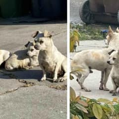 Abandoned Puppy Trio Clings to Each Other Through All Hardships While Yearning for a Forever Home