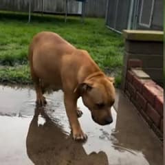 Pregnant Pit Bull Rescued Just 47 Minutes Before Euthanasia, Now She’s Living Her Best Life