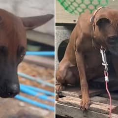 Puppy-Mill Mama Dog Is Finally Free From Years Of Being Neglected