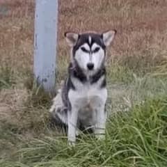 The Lonely Pup Sat Alone by the Road, Waiting for His Owner to Return