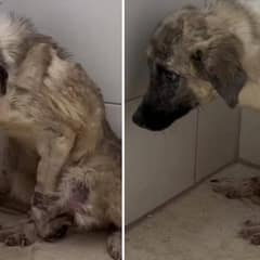 Frightened Abandoned Dog Tied to a Fence Cries Out For Help