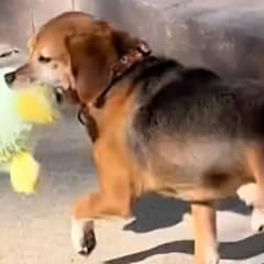 Beagle Saved from Testing Lab Experiences Pure Joy with His First-Ever Toy
