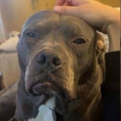 Shelter Staff Sadden as Sweet Dog Remains Unadopted Because People Said He ‘Looks Mean’