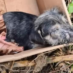 Precious Puppy Abandoned In A Box Receives a Second Chance at Happiness