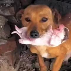 Desperate Mama Dog Pleads for Help to Save Her Freezing Puppies