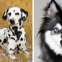 5 Stunning and Unique Colored Dog Breeds That Are Too Good To Be True