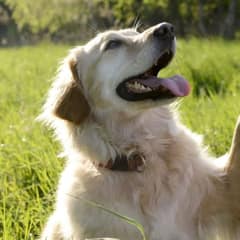 5 Super Easy Tricks to Teach Your Dog and Strengthen Your Bond