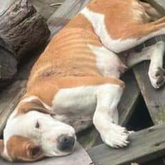 Dog Thrown Away Like Trash Had Lost All Hope — Then a Miracle Happened
