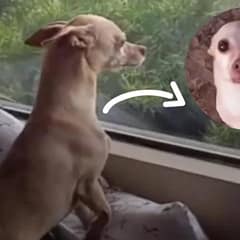 Rescued Dog Runs Away From His New Home To Find His Foster Mom