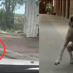 Driver Rushed To Save A Disabled Dog Stranded on the Road
