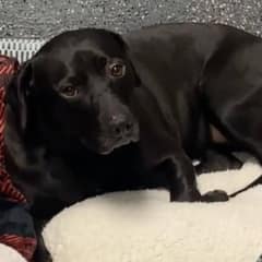 900+ Days Of Waiting Ends In Heartache As Dog Is Adopted And Returned Within 24 Hours