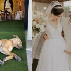 Stray Pup With Injury Crashes Wedding And Finds Love In The Arms Of The Newlyweds