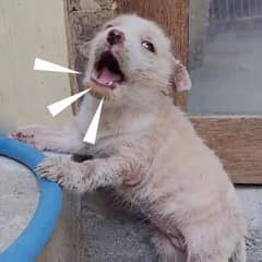 Tiny Puppy Left at Market in Poor Condition, Crying For A Loving Home