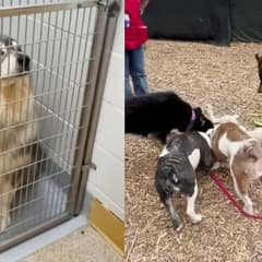 Rescuer Sets Out to Save 5 Dogs, But One Extra Heart Steals the Show