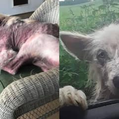 Starving And Lonely Pup Begs Truck Driver For A Second Chance At Life