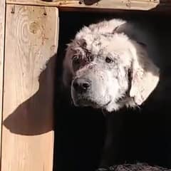 Lonely Injured Dog Left Alone in Doghouse Yearns for a Loving Home
