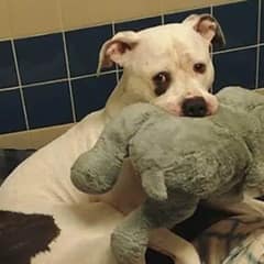 Almost Euthanized, A Heartbroken Dog Desperately Clings to His Comfort Stuffed Animal