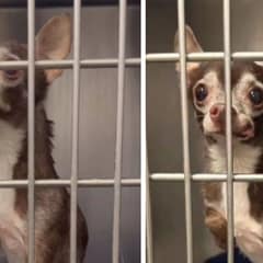 Senior Shelter Dog Finds New Hope And A Fresh Beginning At 15 Years Old
