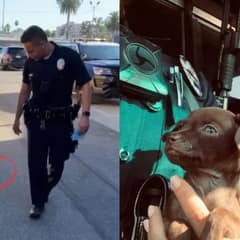 Kind Police Officer Rescues Adorable Tiny Puppy In Hollywood