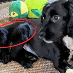 The Heartwrenching Story of a 6-Legged Pup Cruelly Abandoned in a Car Park