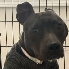 From Abandonment to Happiness: How One Woman Transformed a Neglected Pit Bull’s Life